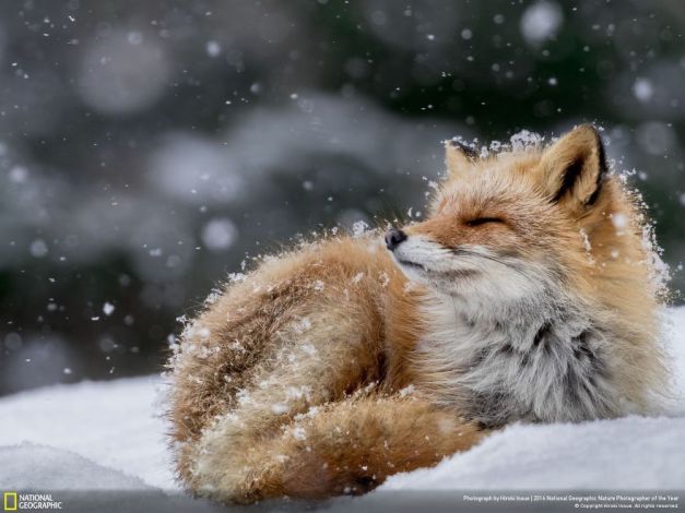 20+ Of The Best Entries From The 2016 National Geographic Nature Photographer Of The Year - Bathing In The Snow Flake