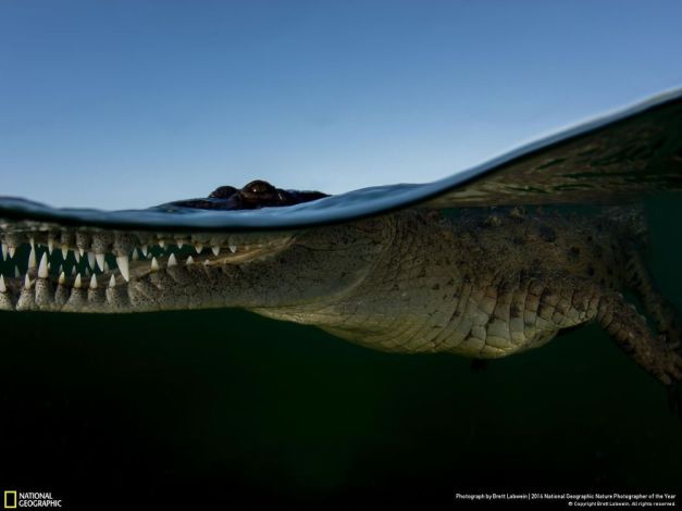 20+ Of The Best Entries From The 2016 National Geographic Nature Photographer Of The Year - Crocodile Waterline