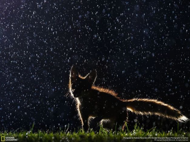 20+ Of The Best Entries From The 2016 National Geographic Nature Photographer Of The Year - Dancing In The Rain