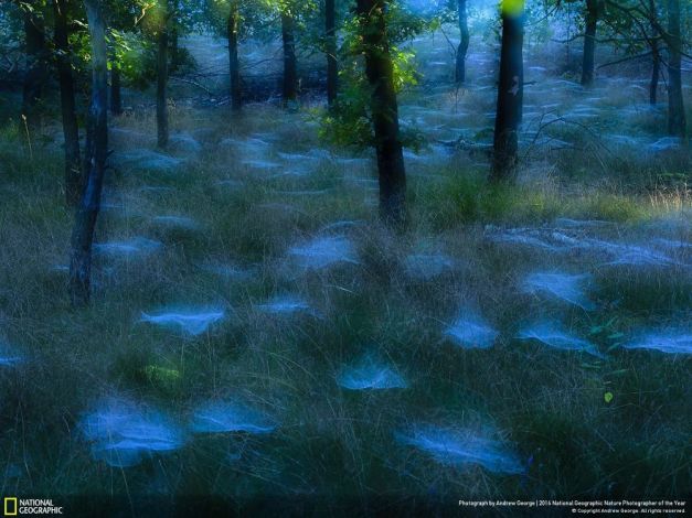 20+ Of The Best Entries From The 2016 National Geographic Nature Photographer Of The Year - Mystic Woods
